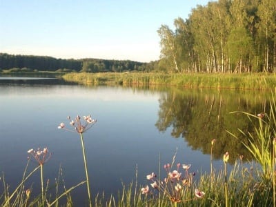 Уничтожение насекомых Стремилово